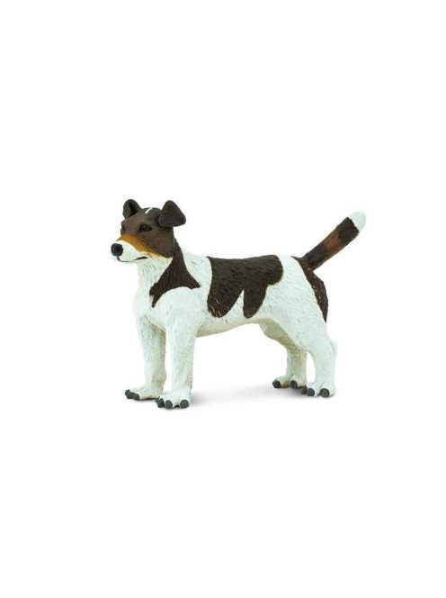 Jack Russell terrier Safari